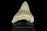 Serrated, Fossil Megalodon Tooth - Aurora, North Carolina #176572-2